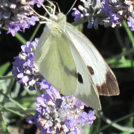 Relais De La Riniere Bed and Breakfast