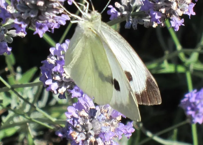 Relais De La Riniere B&B